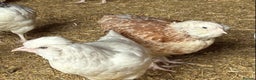 Chickens poultry for sale: Pure Breeds, Hybrids, Bantam's & Chicks - Advert 5
