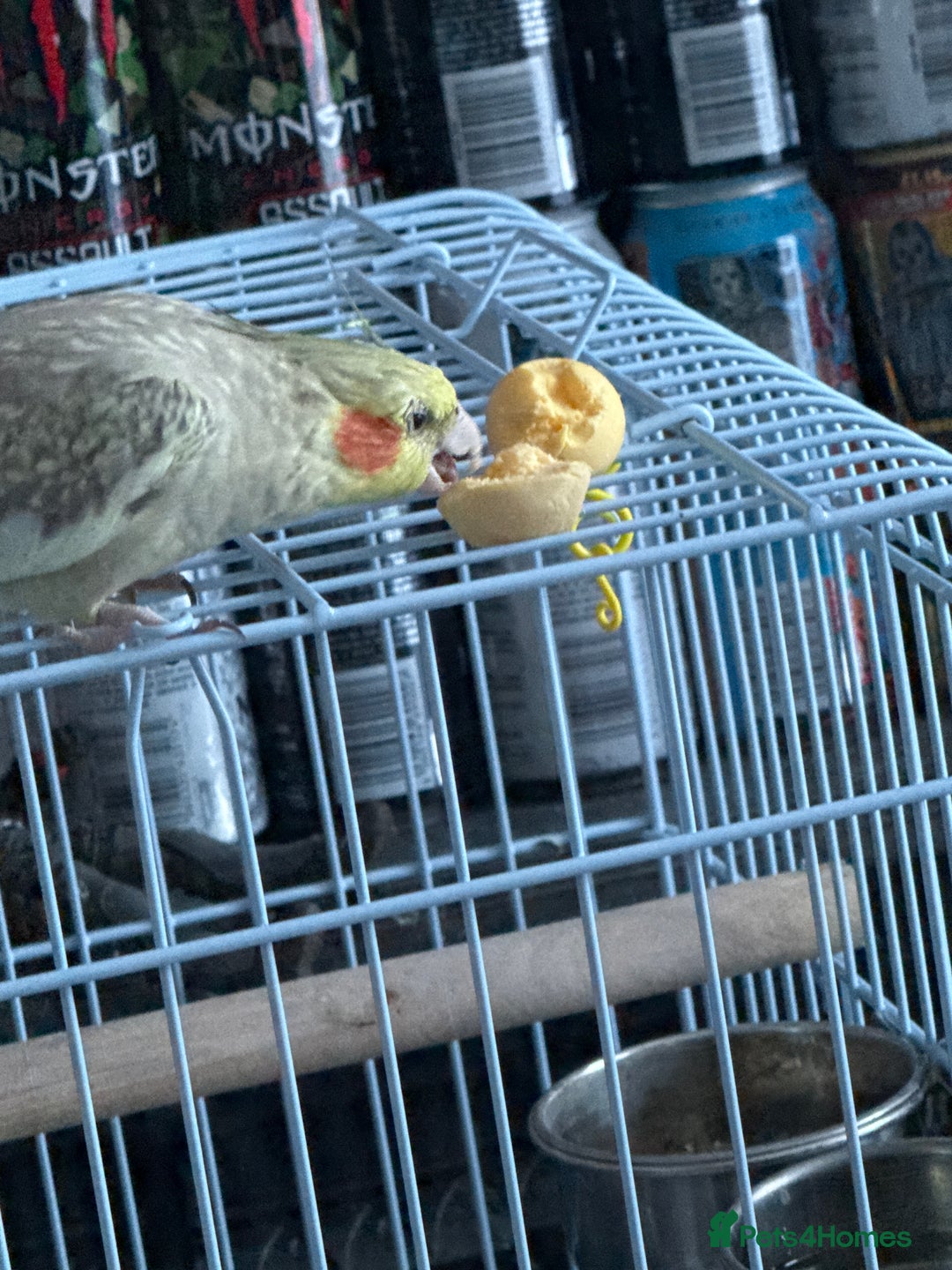 Cockatiels birds for sale: 2 female cockatiels 1 tame, 1 semitame - Image 2