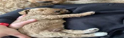 Cockapoo dogs for sale: Cockapoos in Bodmin - Advert 14