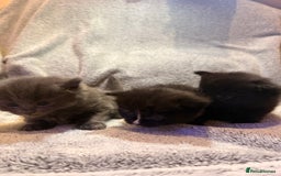 Mixed Breed cats for sale: 3 Gorgeous Long Hair Kittens Available - Image 8