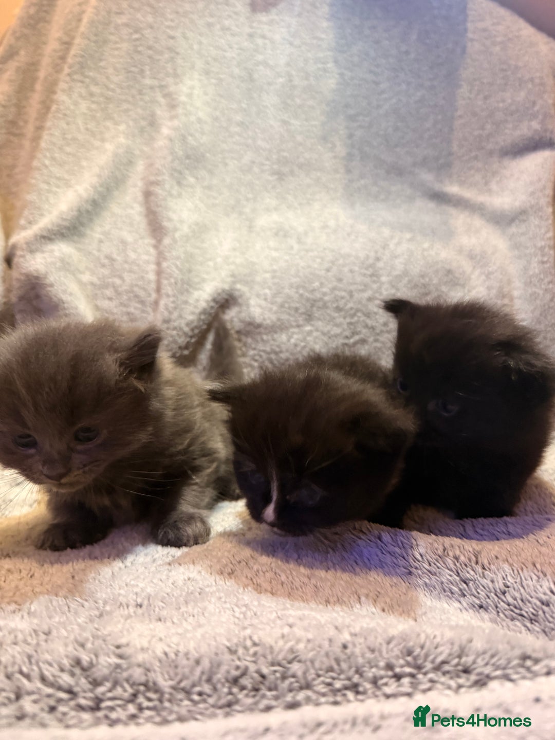 Mixed Breed cats for sale: 3 Gorgeous Long Hair Kittens Available - Image 8