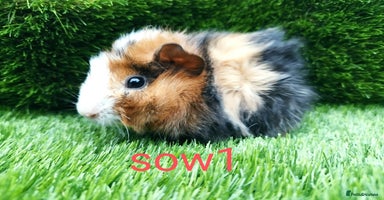 Guinea Pig rodents - Advert 8