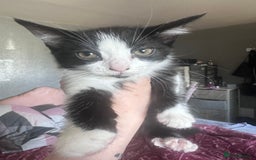 Domestic Shorthair cats for sale: Two kittens for sale  - Image 2