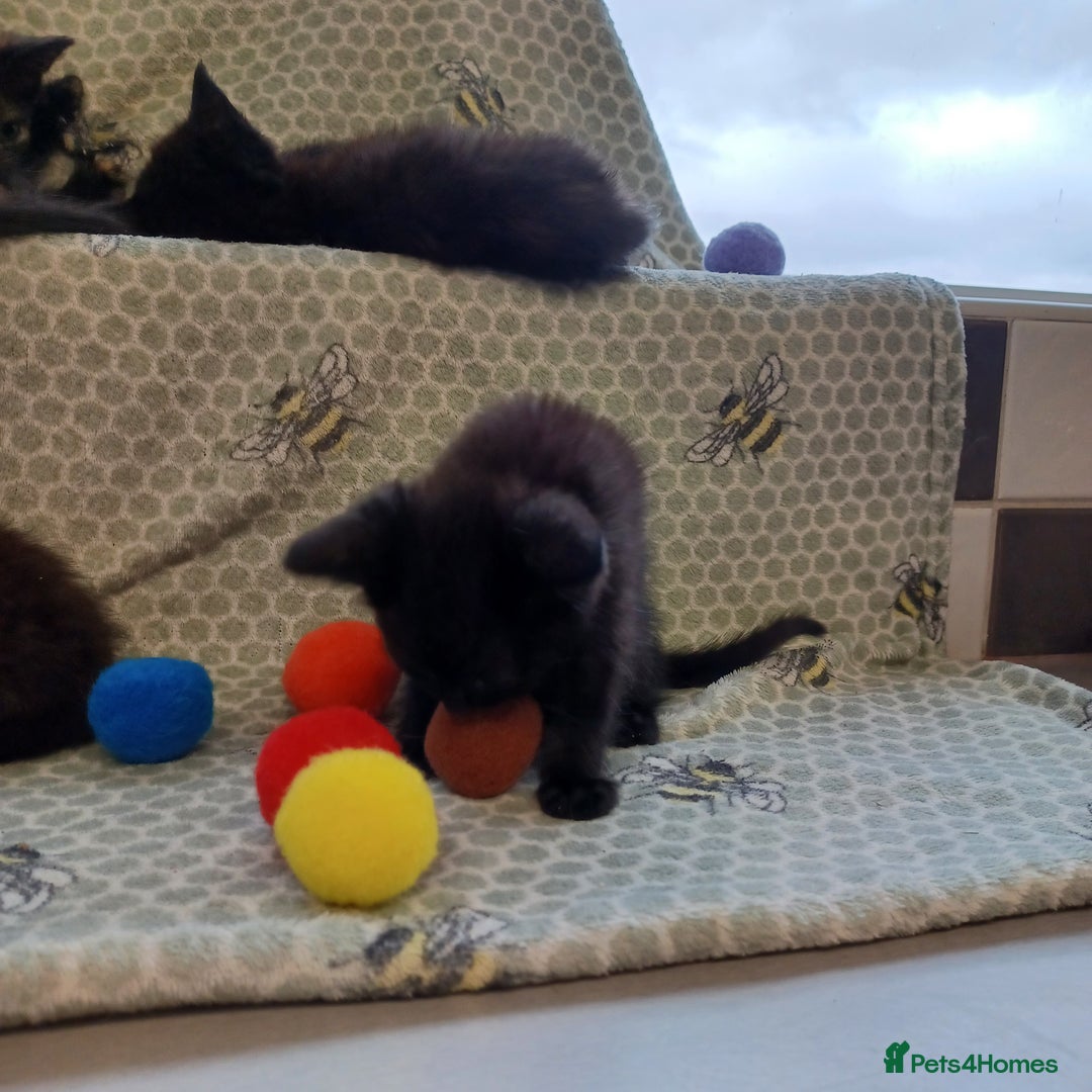 Mixed Breed cats for sale: Last 2 black kittens - Image 5