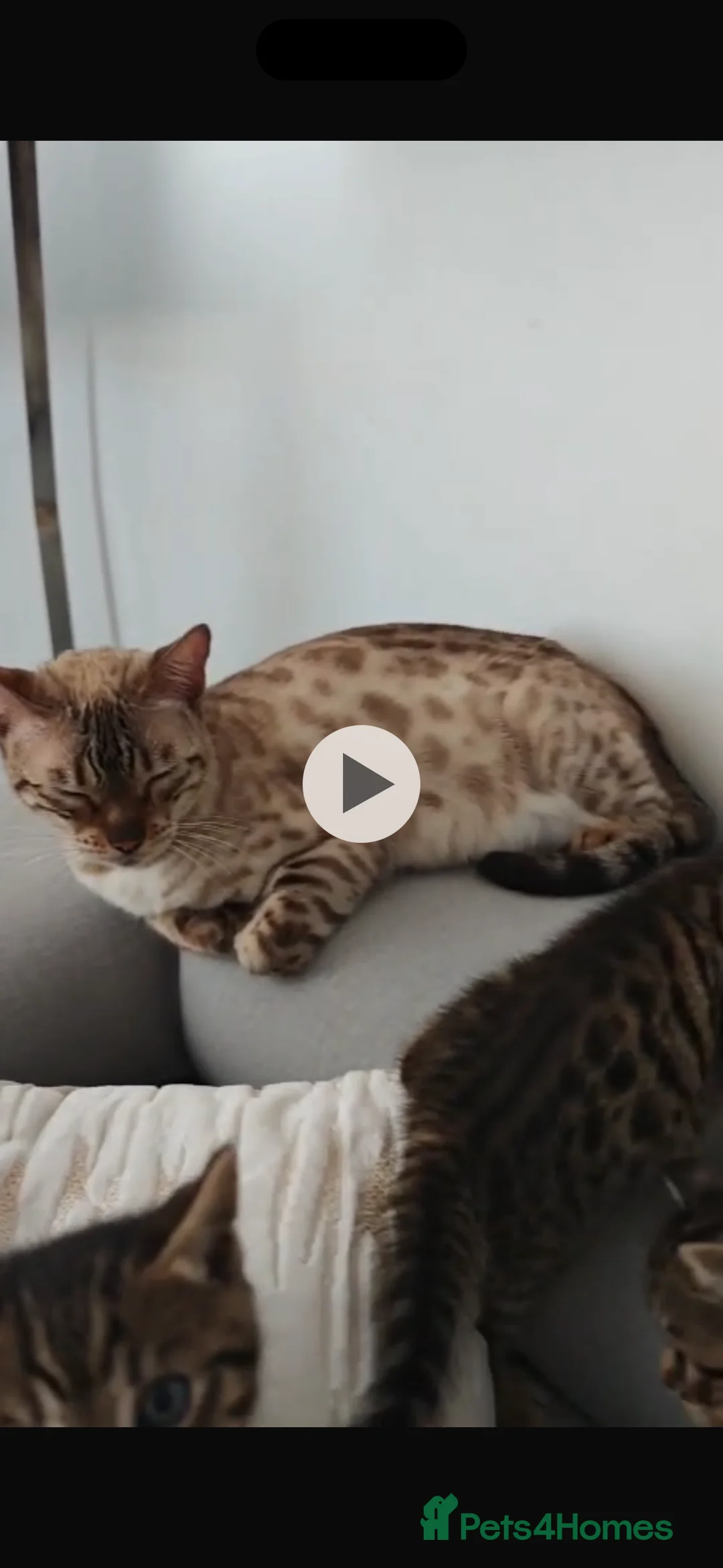 Bengal cats for sale: Meet Chika a mix of bengal and shorthair in London - Advert 2