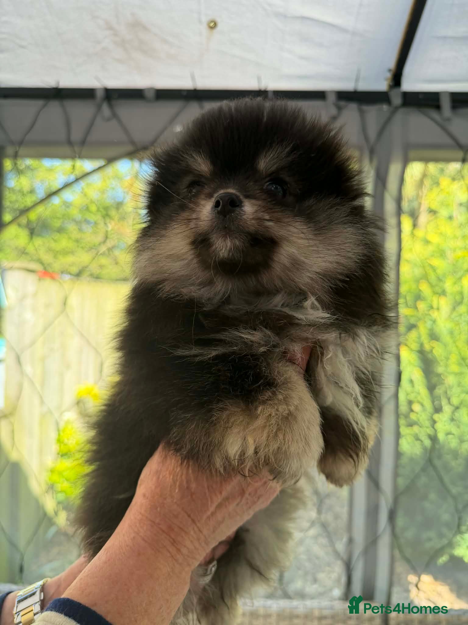 Pomchi dogs 1 Beautiful pomchi girl puppy ready to leave  - Advert 2
