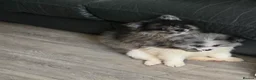 Pomeranian dogs for sale:  3 gorgeous pomeranian puppies available  - Advert 14