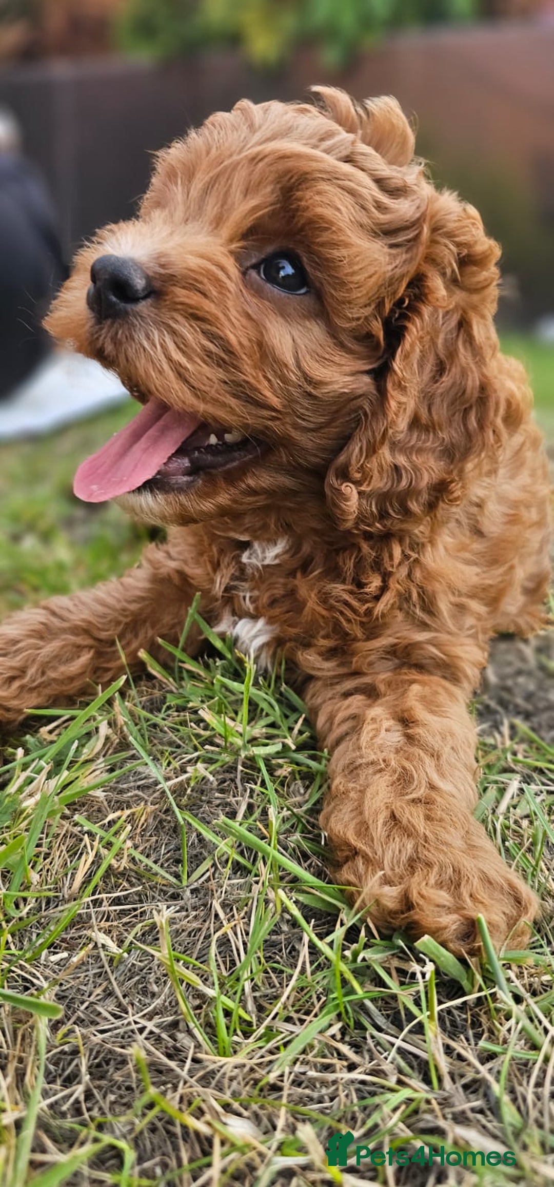 Cavapoo dogs for sale: Cavapoo dna clear  - Image 6