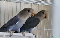 Lovebirds birds for sale: Fischer Lovebirds - Image 3
