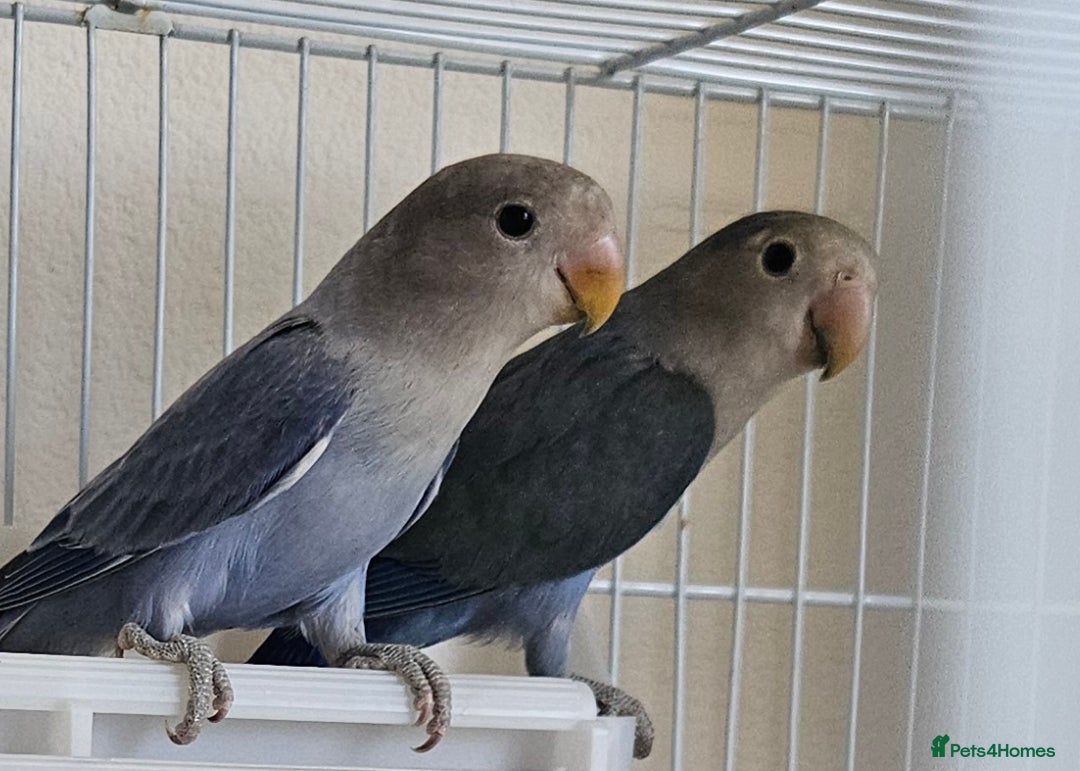 Lovebirds birds for sale: Fischer Lovebirds - Image 3
