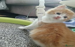 Norwegian Forest Cat cats for sale: Norwegian forest x in Basingstoke - Image 26