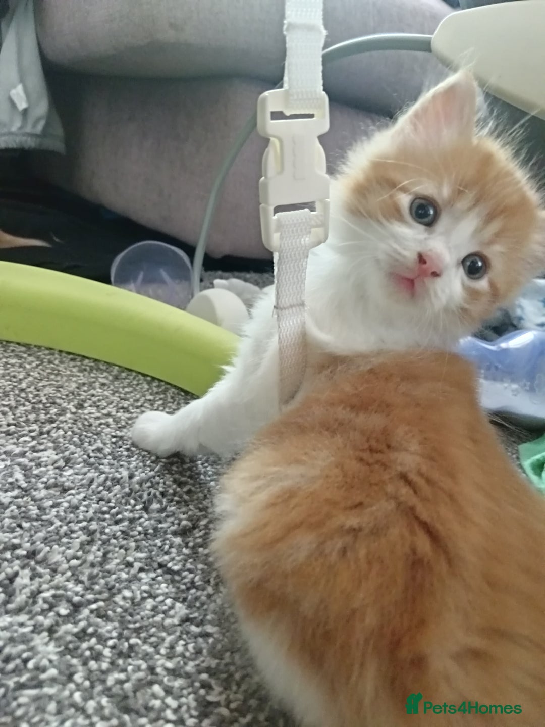 Norwegian Forest Cat cats for sale: Norwegian forest x in Basingstoke - Image 26