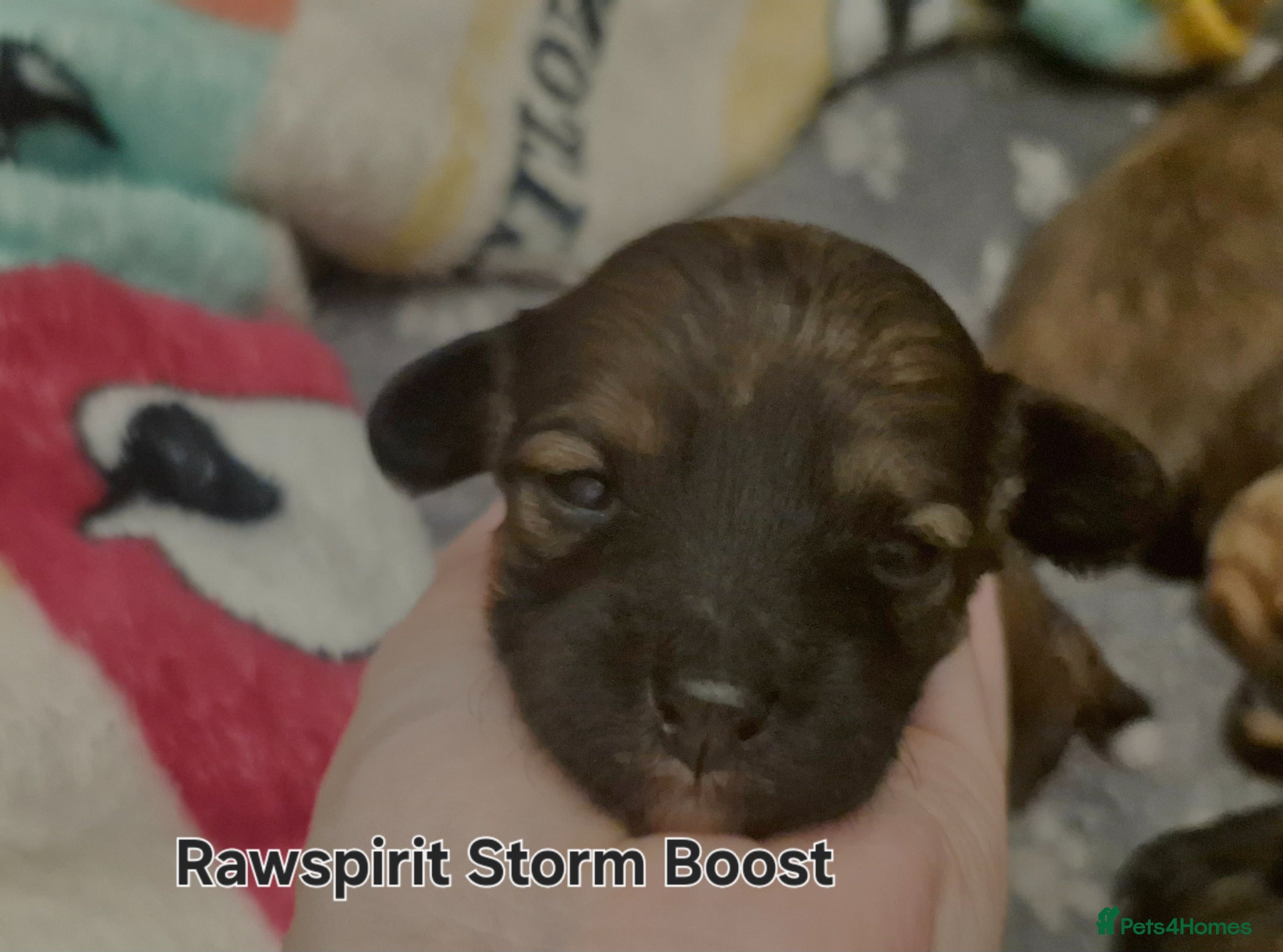 Chinese Crested dogs Pure breed Kc reg girl and boy. - Advert 1