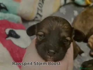 Chinese Crested dogs Pure breed Kc reg girl and boy. - Advert 1