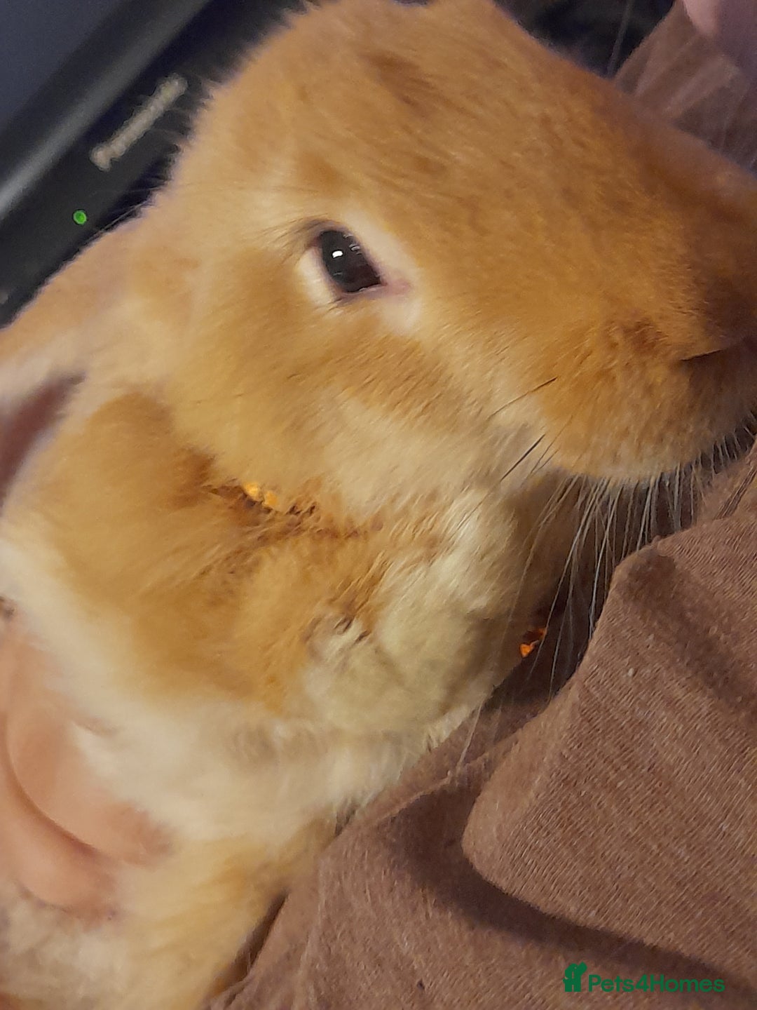 Continental Giant rabbits for sale: Continental rabbit  - Advert 11