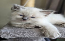 Ragdoll cats for sale: Ragdoll boys for new homes - Image 8