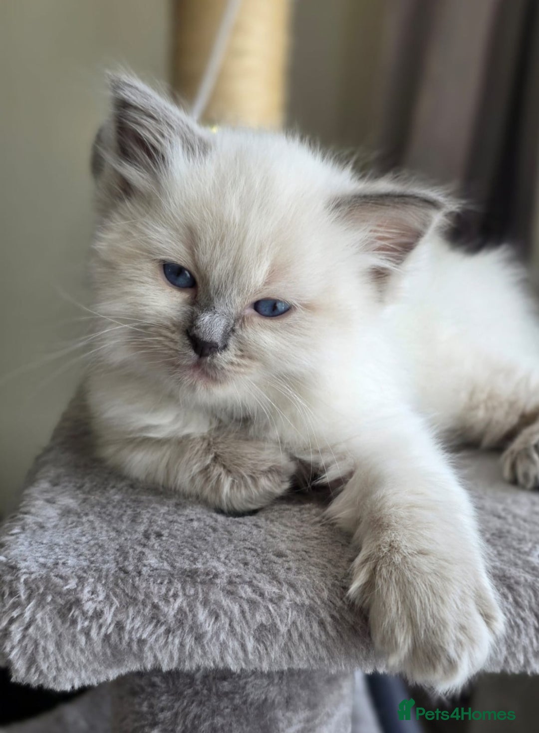 Ragdoll cats for sale: Ragdoll boys for new homes - Image 8