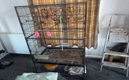 Parakeets birds for sale: Indian green ring neck parakeet - Image 1