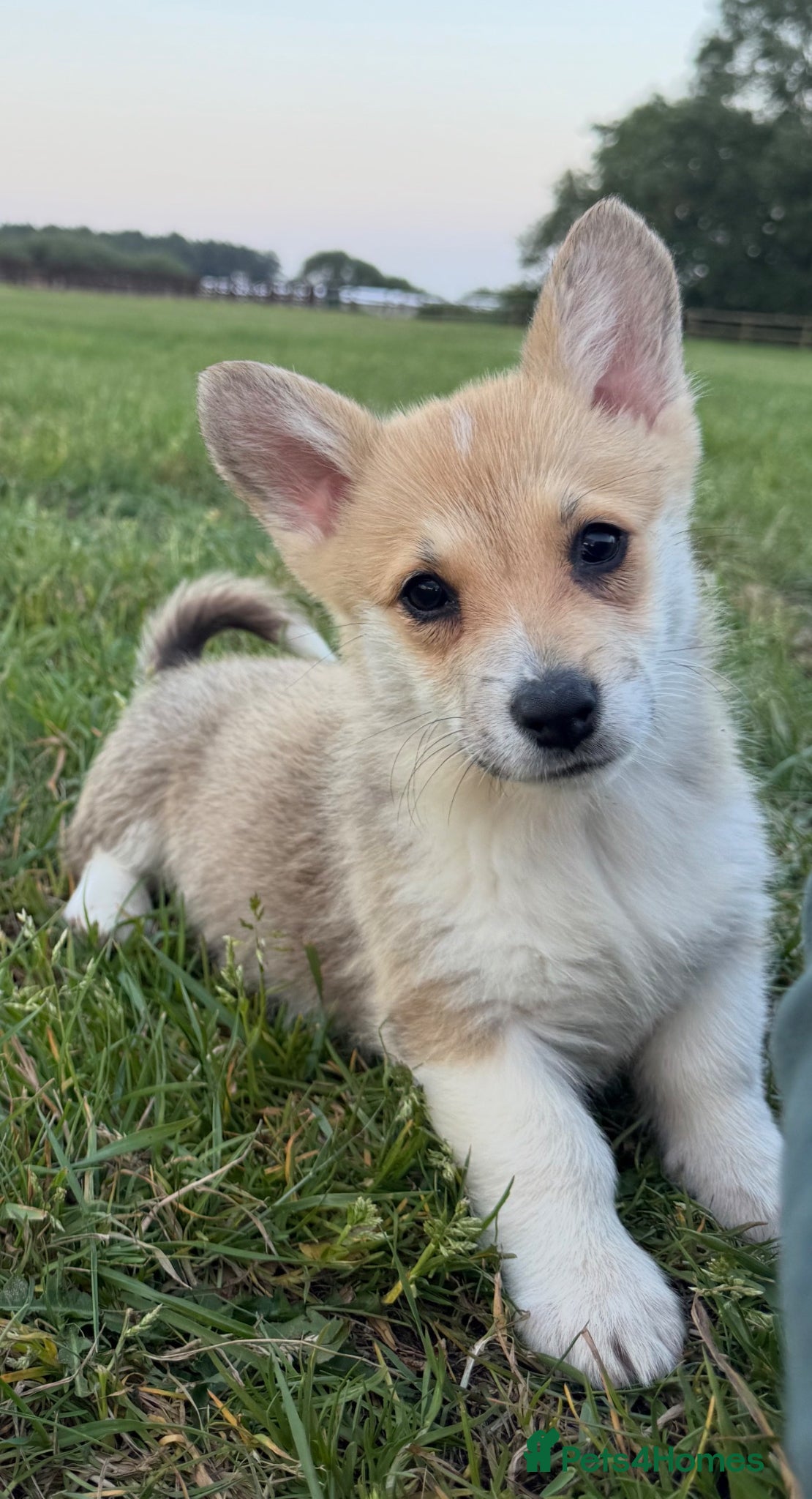 Welsh Corgi Pembroke dogs One girl left, had both vacs, KC Corgi Pups  - Advert 7