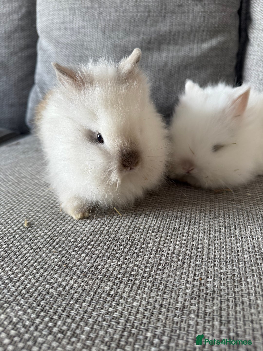 Lionhead rabbits for sale: Lion head  8weeks old  in Swadlincote - Image 6