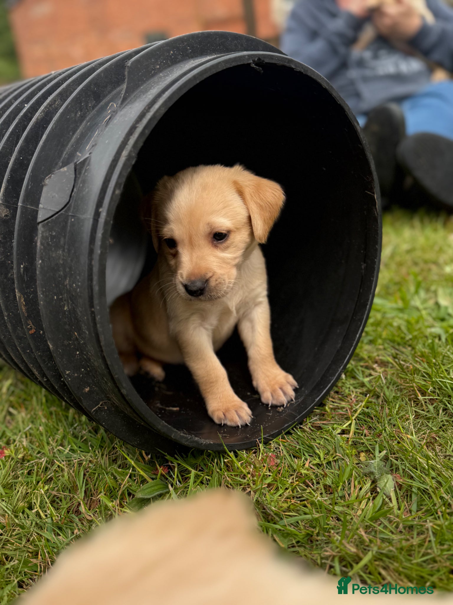 Goldador dogs 🐾 GOLDADOR - biddable working lineage  - Advert 2