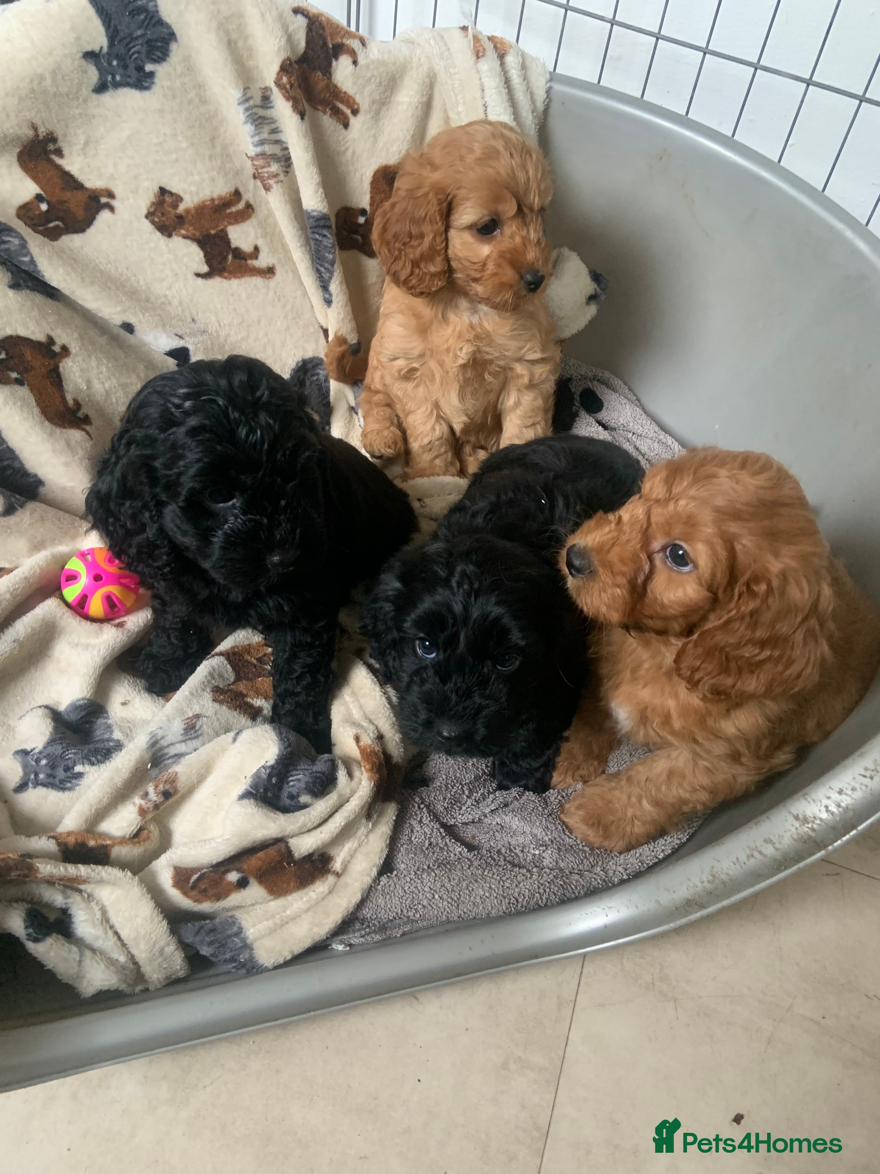 Cockapoo dogs F1 health tested Cockapoo puppies - Advert 12