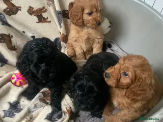 Cockapoo dogs F1 health tested Cockapoo puppies - Advert 12