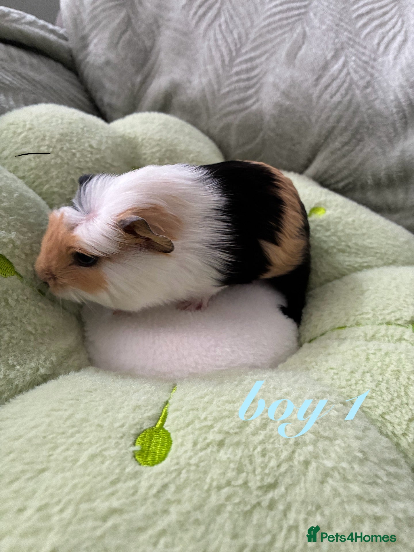 Guinea Pig rodents Adorable baby guinea pigs for sale! - Advert 1