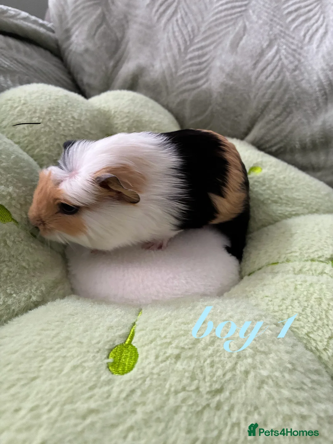 Guinea Pig rodents for sale: Adorable baby guinea pigs for sale! - Advert 1