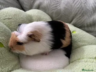 Guinea Pig rodents Adorable baby guinea pigs for sale! - Advert 1