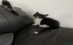 Domestic Shorthair cats for sale: Luna, Snow, Minx & Oreo - 10 Weeks old - Image 6