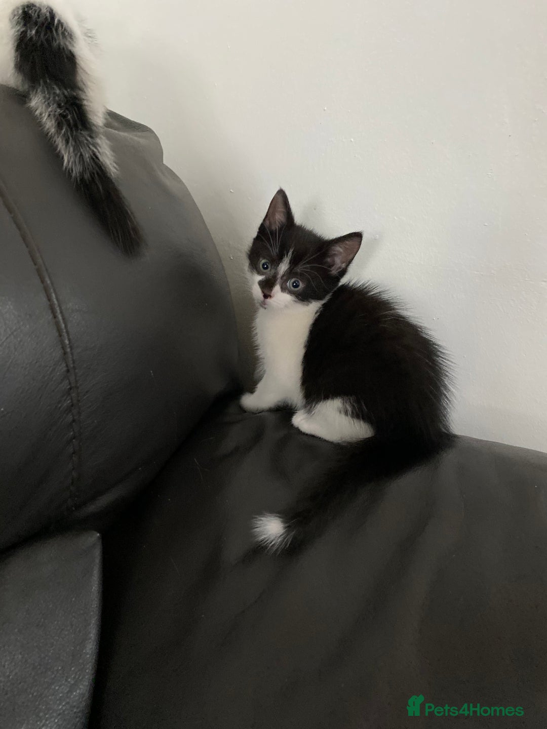 Domestic Shorthair cats for sale: Luna, Snow, Minx & Oreo - 10 Weeks old - Image 6