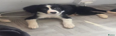 Mixed Breed Puppy 7