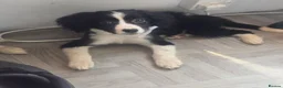 Mixed Breed dogs for sale: Cocker spaniel cross border collie - Advert 2