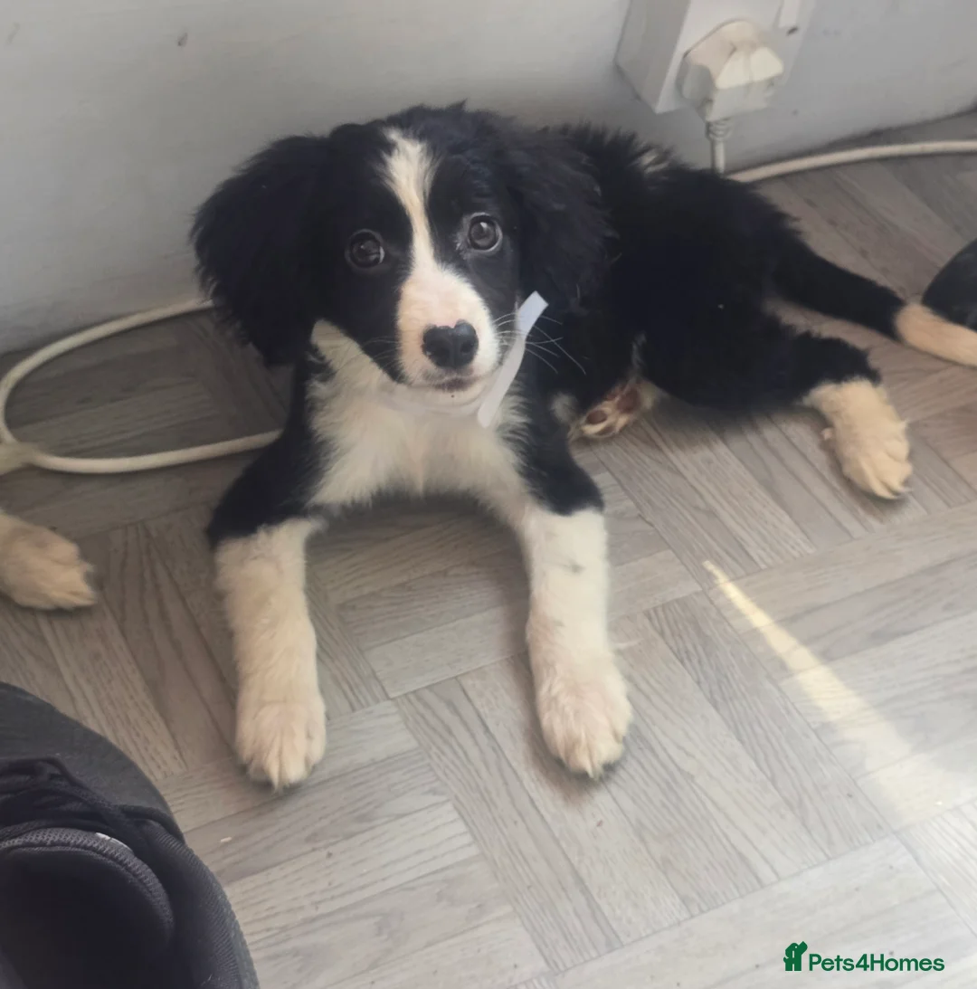 Mixed Breed dogs for sale: Cocker spaniel cross border collie - Advert 2