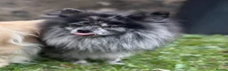 Pomeranian dogs for stud: Stunning Champion Russian Pomeranian–Black&Silver - Advert 3