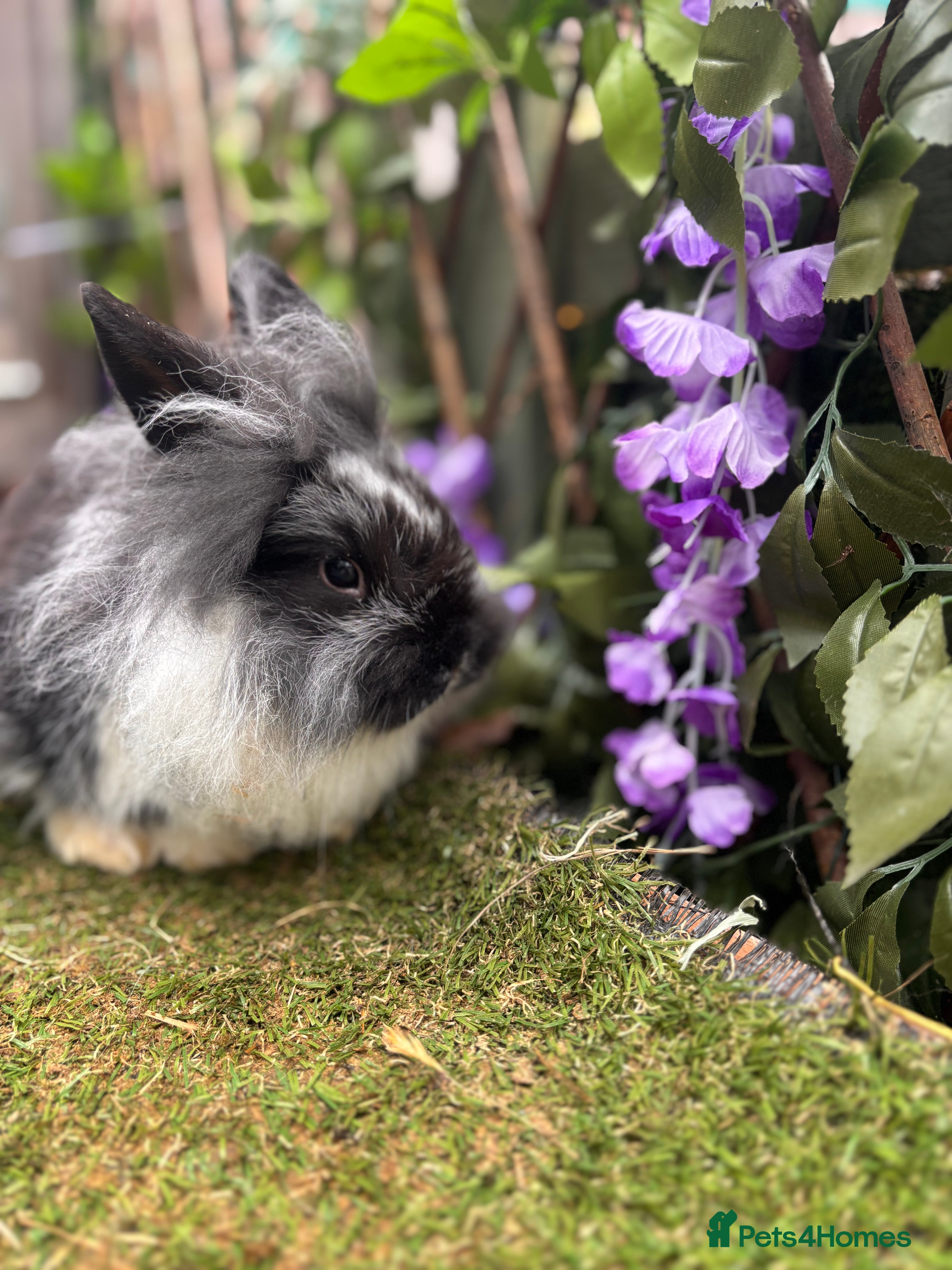 Mini Lion Lop rabbits Mini lion lops  - Advert 11