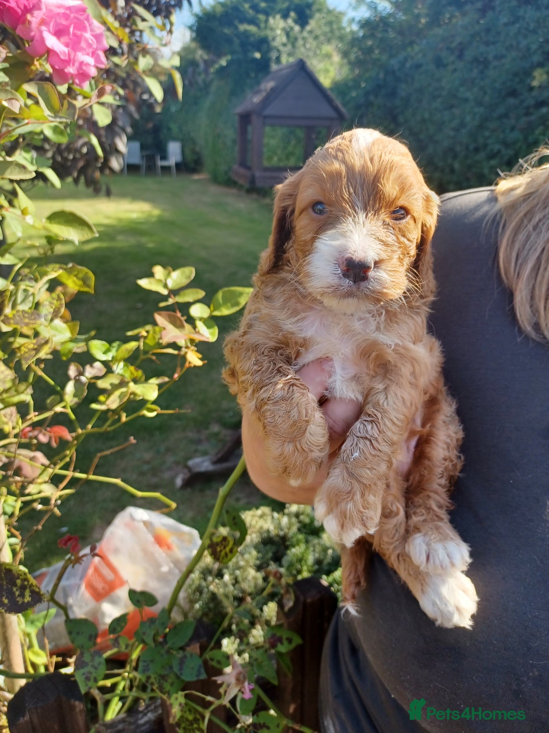 Cockapoo dogs for sale: Last one cockerpoo boy foxred  - Image 6