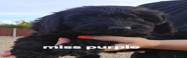 Cockapoo 7