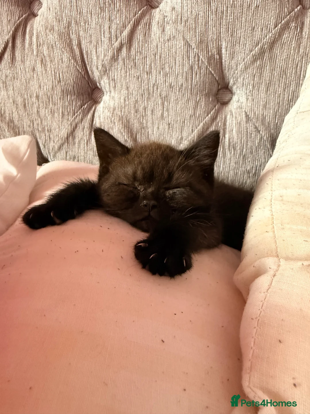 Exotic cats for sale: Exotic beautiful kitten  in Southampton - Advert 2