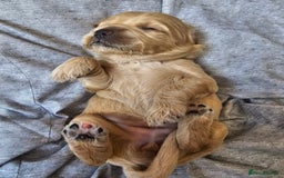 Cockapoo dogs for sale: 4 beautiful cockapoo puppies - Image 12