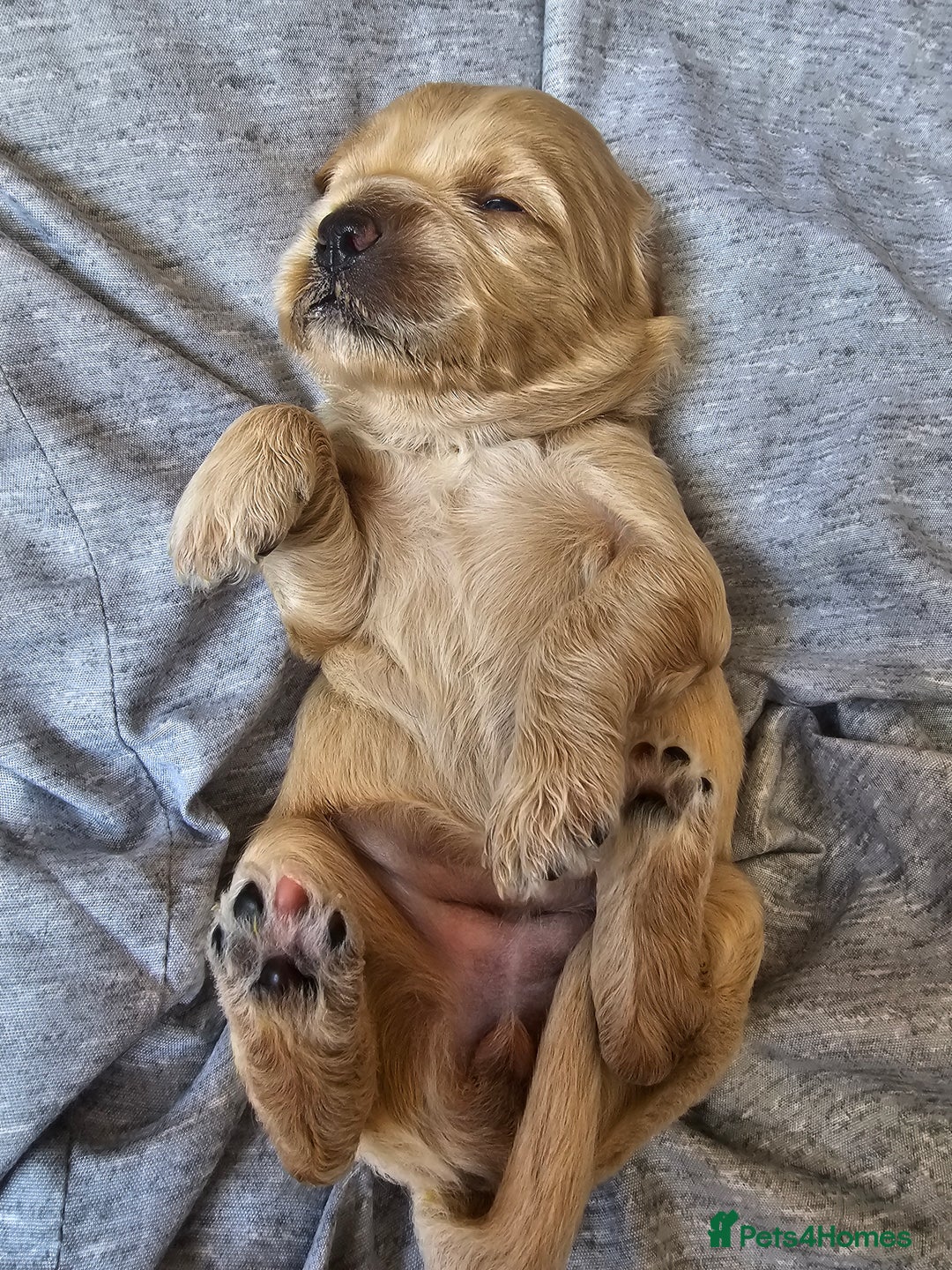 Cockapoo dogs for sale: 4 beautiful cockapoo puppies - Image 12