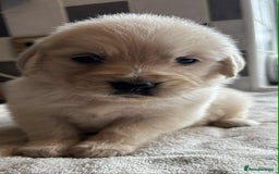 Golden Retriever dogs for sale: Stunning KC Golden Retriever puppies - Image 6