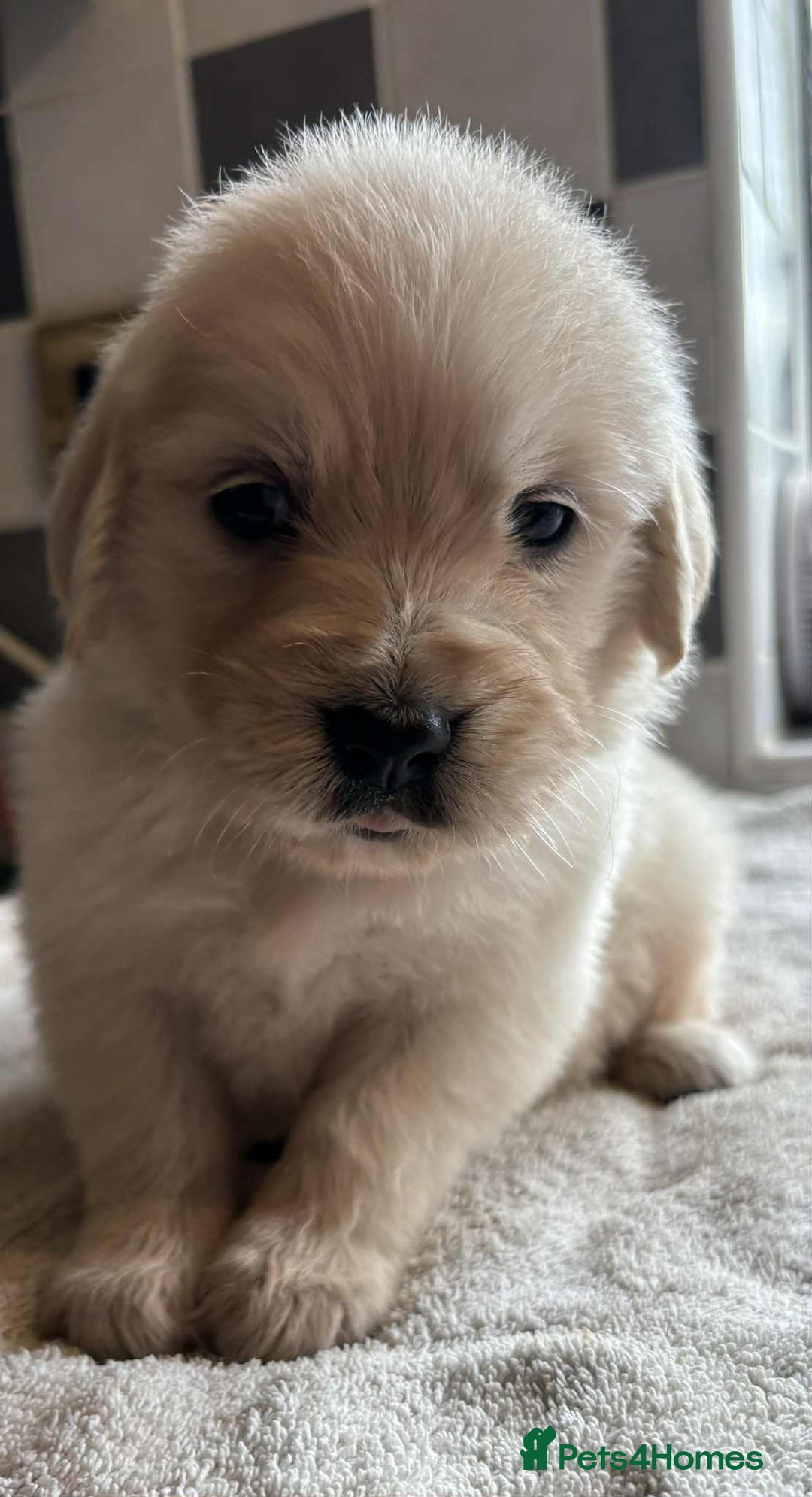 Golden Retriever dogs for sale: Stunning KC Golden Retriever puppies - Image 6
