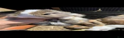 Mini Lop rabbits for sale: Mini lop babies - Advert 2