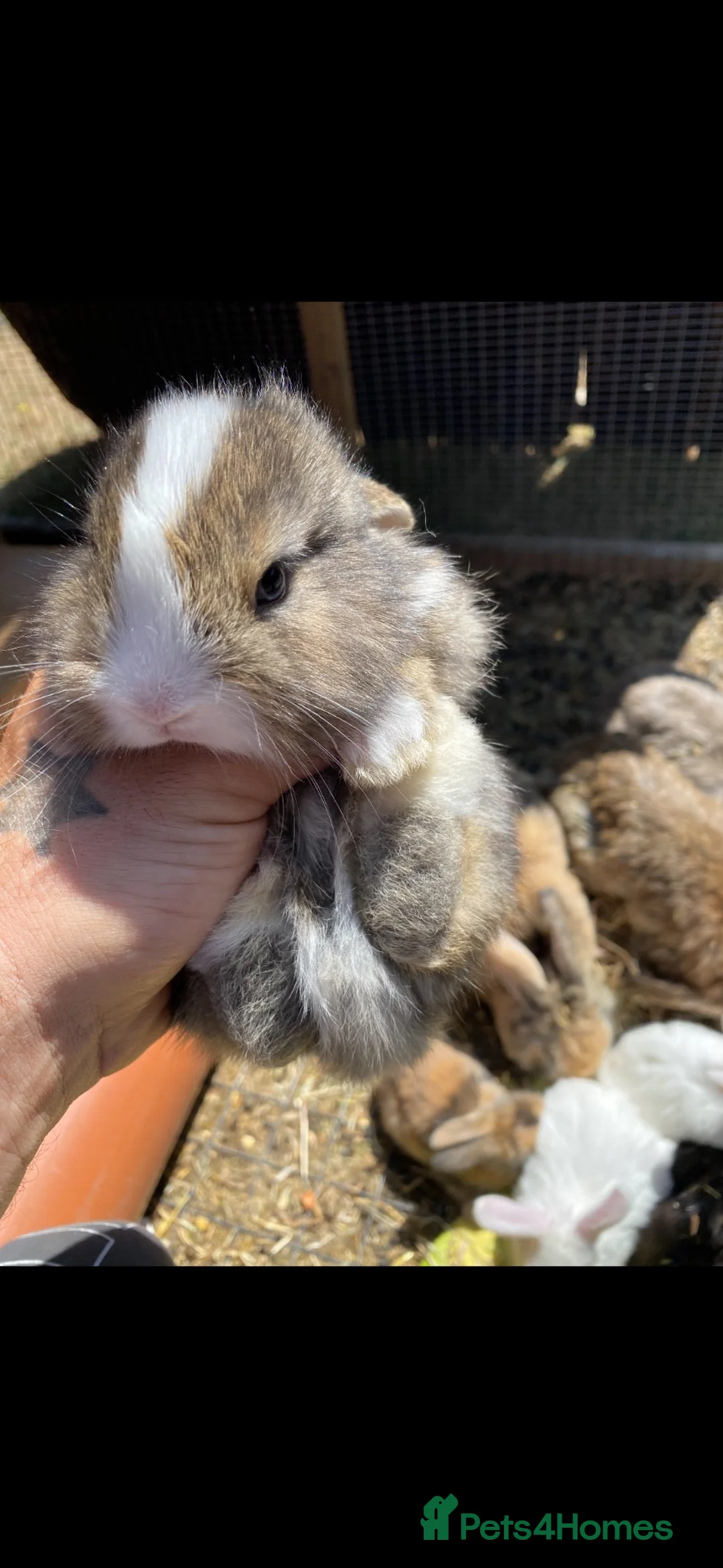 Mini Lop rabbits for sale: Mini lop babies - Advert 2