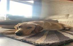 Labrador Retriever dogs for stud: Nacho  - Image 3