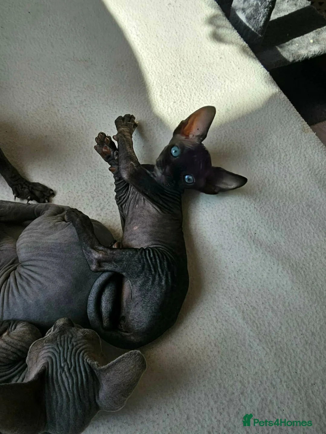 Sphynx cats for sale: Misss in Newcastle upon Tyne - Advert 3