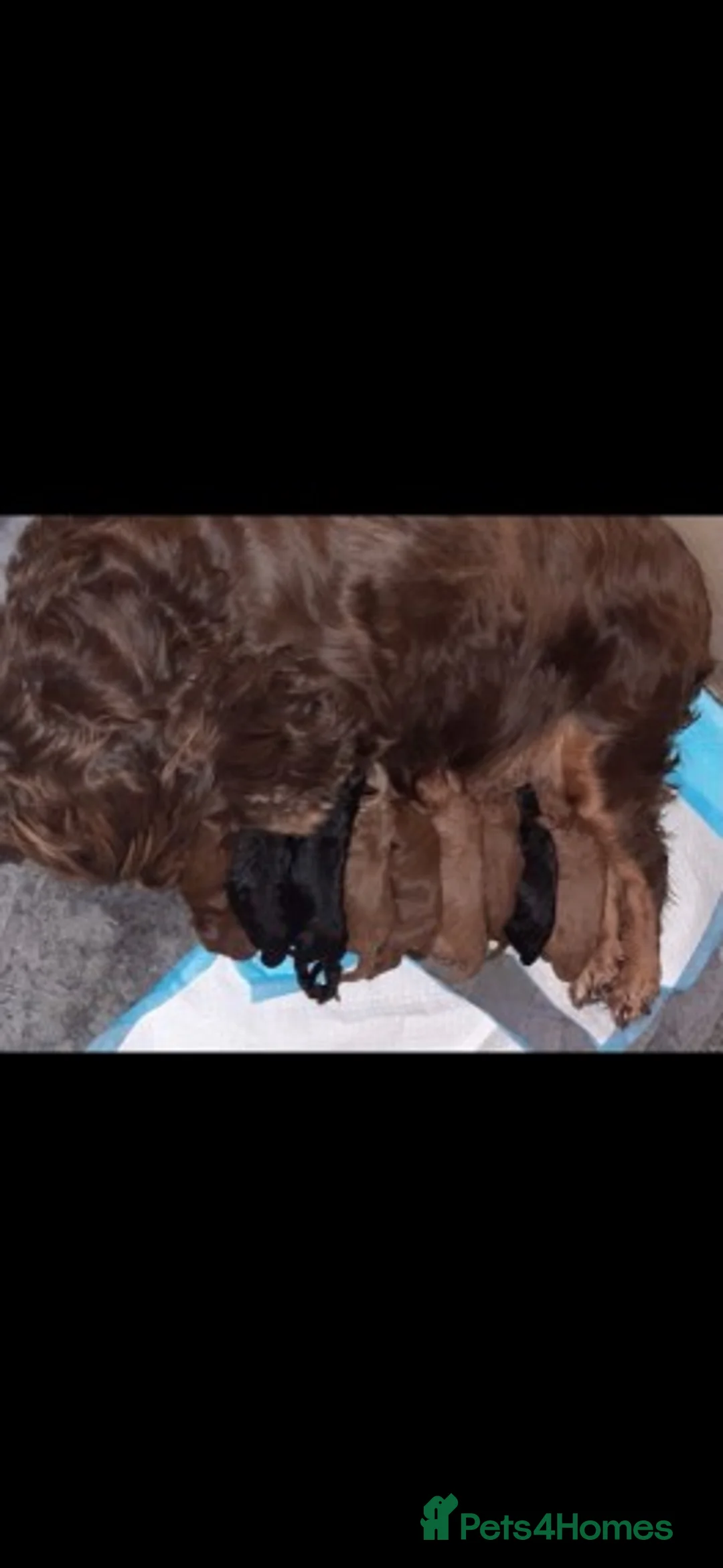 Cavapoo dogs for stud: Extensively Heath Tested Deep Red Min Poodle in Mansfield - Advert 29