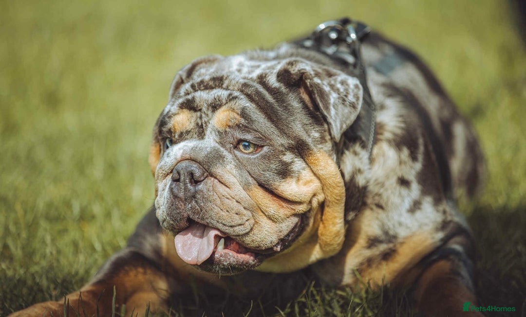 English Bulldog dogs for stud: Blue, Lilac & Tan Merle British Bulldog |STUD ONLY - Advert 1